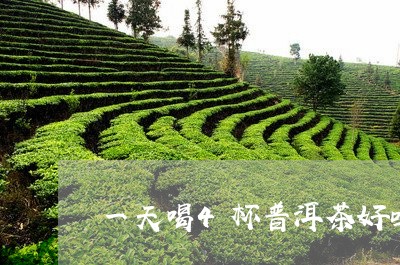 一天喝4杯普洱茶好吗/2023092668281