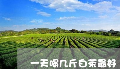 一天喝几斤白茶最好/2023121547494