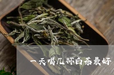 一天喝几杯白茶最好/2023071476058