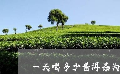 一天喝多少普洱茶为宜/2023092693047