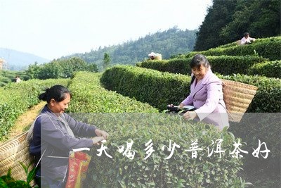 一天喝多少普洱茶好/2023071130290