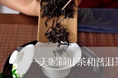 一天喝荷叶茶和普洱茶/2023093035159