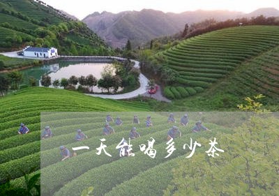 一天能喝多少茶/2023042994745