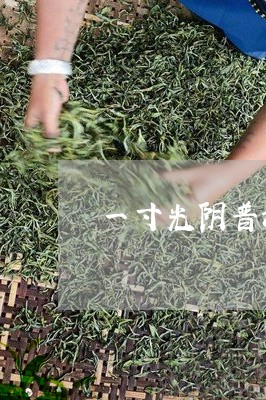 一寸光阴普洱茶多少钱/2023072161403