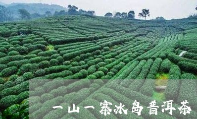 一山一寨冰岛普洱茶/2023112491805