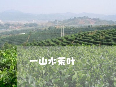 一山水茶叶/2023041802949