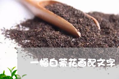 一幅白茶花画配文字/2023121596957