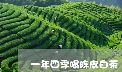 一年四季喝陈皮白茶/2023071418262