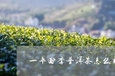 一年四季普洱茶怎么样/2023092570793