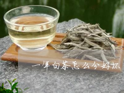 一年白茶怎么分好坏/2023071414268