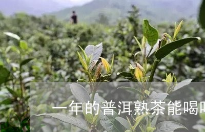 一年的普洱熟茶能喝吗/2023061446040