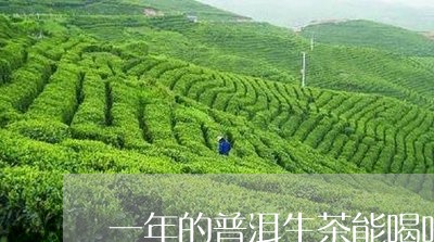 一年的普洱生茶能喝吗/2023092418270