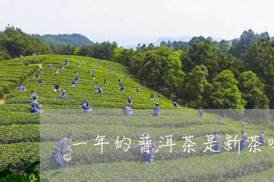 一年的普洱茶是新茶吗/2023061540504