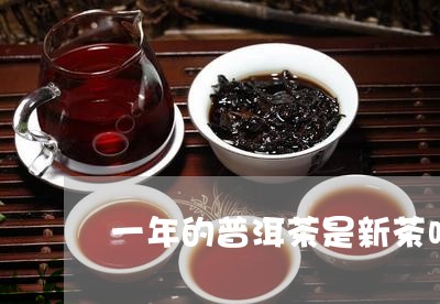 一年的普洱茶是新茶吗/2023092665050