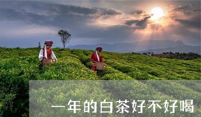 一年的白茶好不好喝/2023121556939