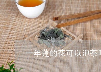 一年蓬的花可以泡茶吗/2023071636272