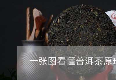 一张图看懂普洱茶原理/2023072481515