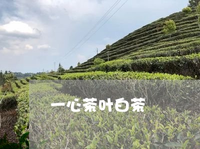 一心茶叶白茶/2023051235170