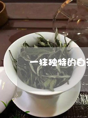 一抹独特的白茶香味/2023071435167