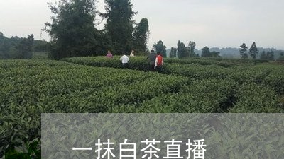 一抹白茶直播/2023051225250