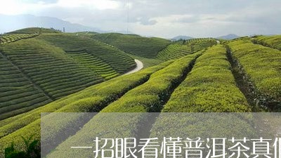 一招眼看懂普洱茶真假/2023092763027