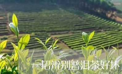 一招辨别普洱茶好坏/2023101782626