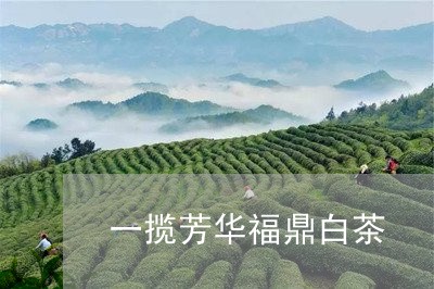 一揽芳华福鼎白茶/2023112695047