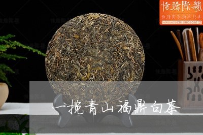 一揽青山福鼎白茶/2023090526257