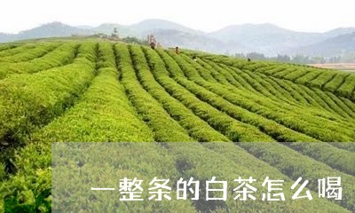 一整条的白茶怎么喝/2023071445949