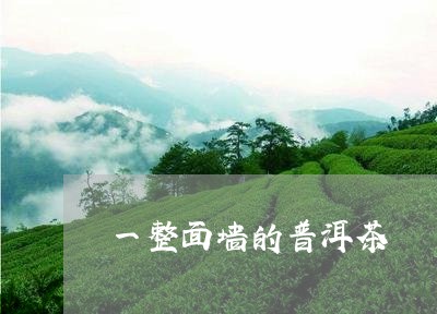 一整面墙的普洱茶/2023081660514