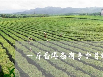 一斤普洱茶有多少芽头/2023092693046