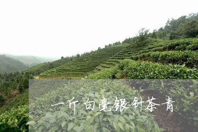 一斤白毫银针茶青/2023090666137