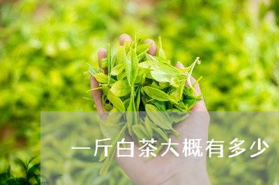 一斤白茶大概有多少/2023071463028