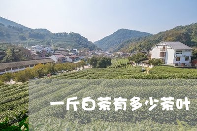 一斤白茶有多少茶叶/2023121536369