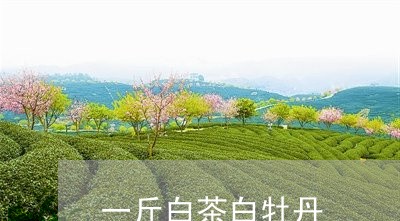 一斤白茶白牡丹/2023112398391