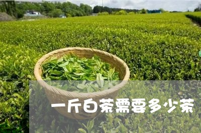 一斤白茶需要多少茶/2023121582846