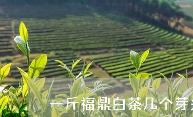 一斤福鼎白茶几个芽头/2023120734268