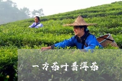 一方茶叶普洱茶/2023081898282