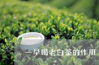 一早喝老白茶的作用/2023081227372