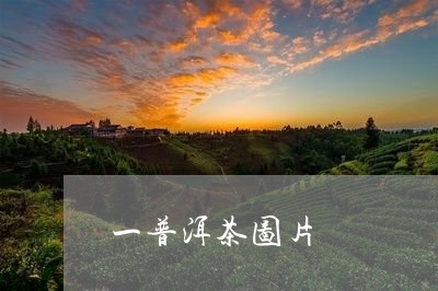 一普洱茶图片/2023042630838