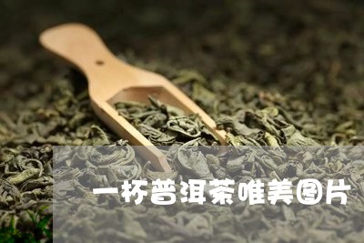 一杯普洱茶唯美图片/2023042875938