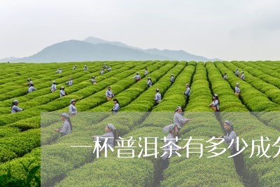 一杯普洱茶有多少成分/2023062979815