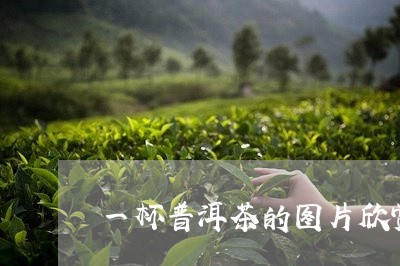 一杯普洱茶的图片欣赏/2023072360625