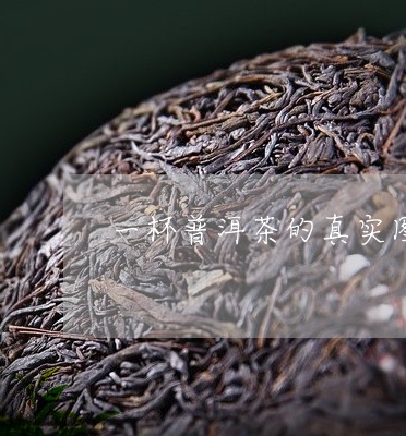 一杯普洱茶的真实图片/2023092724160