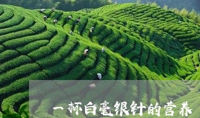 一杯白毫银针的营养/2023120668259