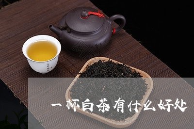 一杯白茶有什么好处/2023081205048