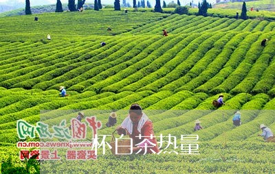 一杯白茶热量/2023051225928