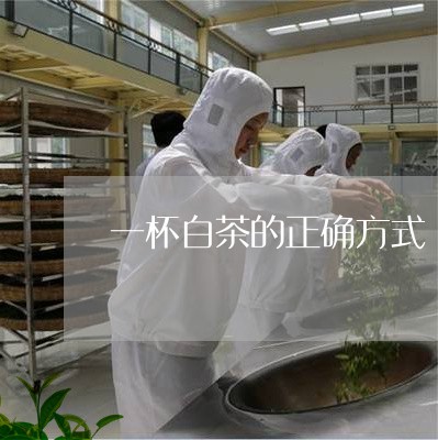 一杯白茶的正确方式/2023071417957