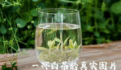 一杯白茶的真实图片/2023071482702