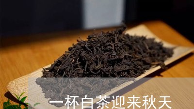 一杯白茶迎来秋天/2023061573838